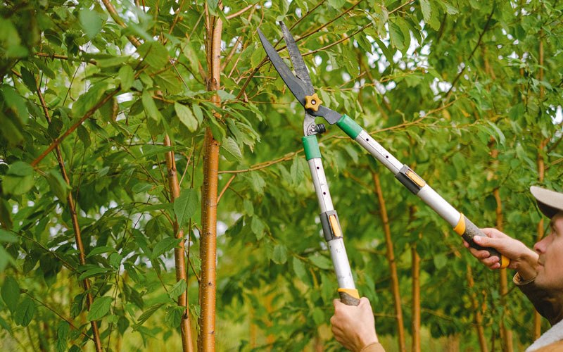 Tree trimming in Gifford, WA